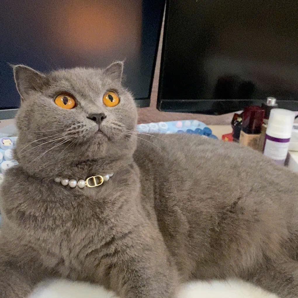 Khi vẻ đẹp thuần khiết của ngọc trai chạm đến thế giới của thú cưng